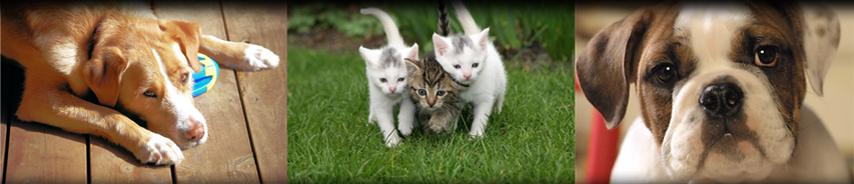 Our Doctors Lakewood Animal Hospital Tallahassee Fl